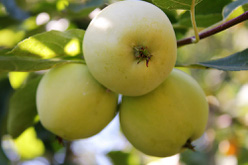 Яблоня «Янтарь»